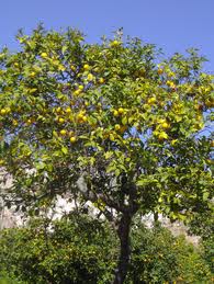 La Plata:Empiezan a recuperar 4.200 árboles enfermos