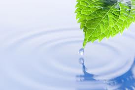 Remediación ambiental  con bacterias para Río Hondo