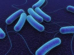 Microbios modificados genéticamente para resolver los problemas medioambientales