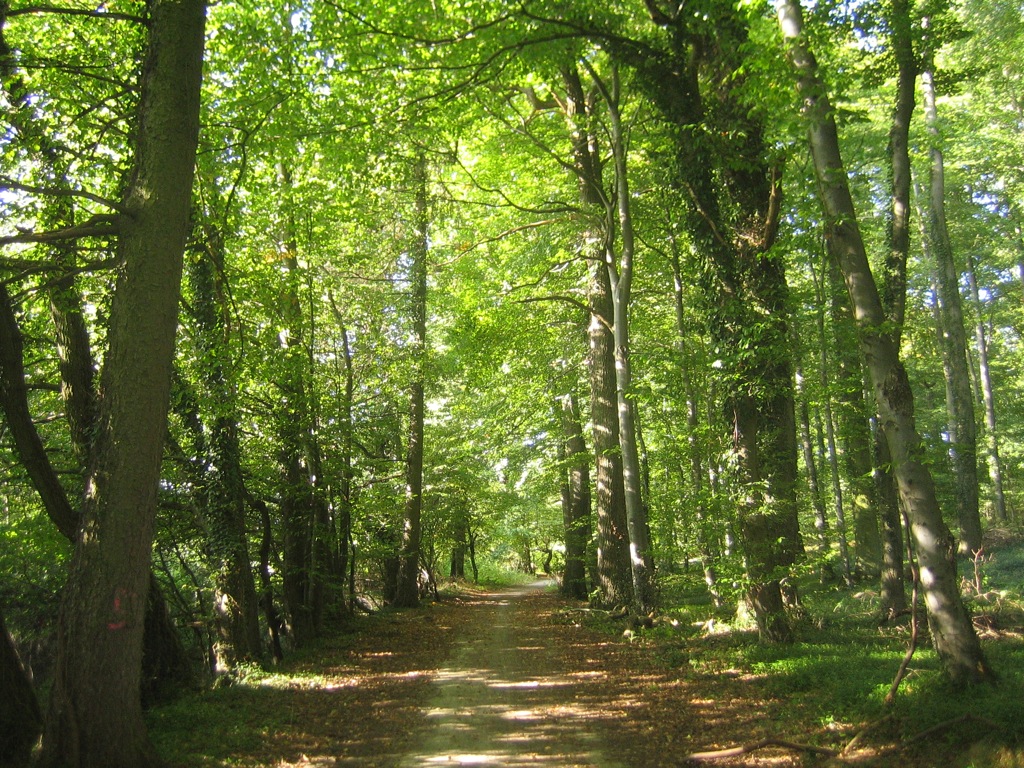 Se asignó el 10% de lo establecido por la Ley de Bosques, en el presupuesto 2013