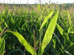 Bioetanol se producirá en 2014 en Salta y Jujuy.