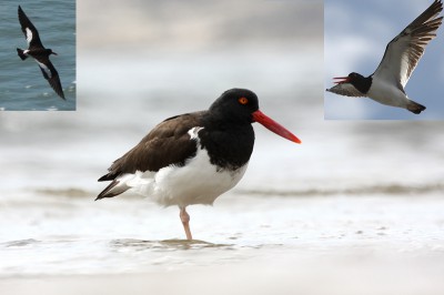 En Bahía Blanca, detectan metales pesados en un ave del estuario