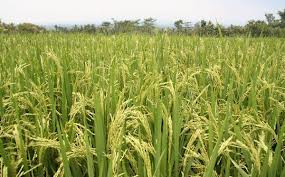 Misiones, denuncian contaminación por el cultivo de arroz