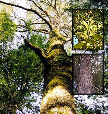 Biofertilizante, estudian en Bariloche, una solución + verde.
