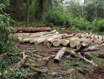 Estudian la utilización de biomasa en misiones.