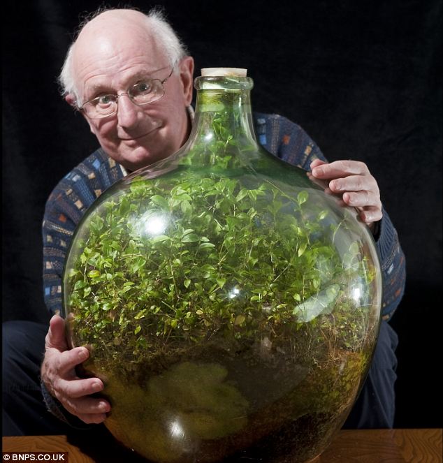 Planta embotellada, vive desde hace 53 años en una botella, sellada.