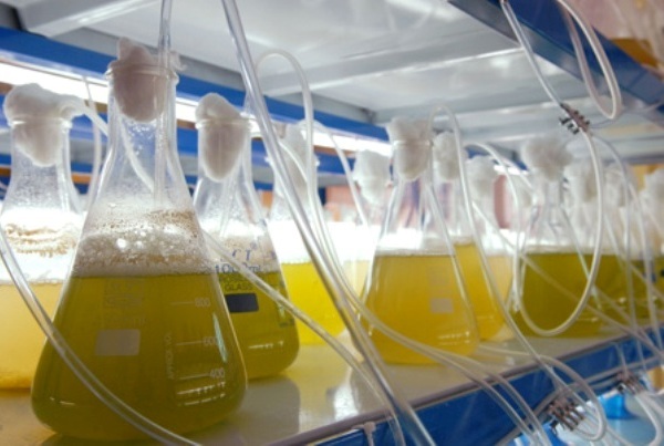 Microalgas pequeñas amigas con un gran potencial