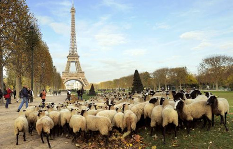 Máquina de cortar pasto ¨ecológica¨ Tres