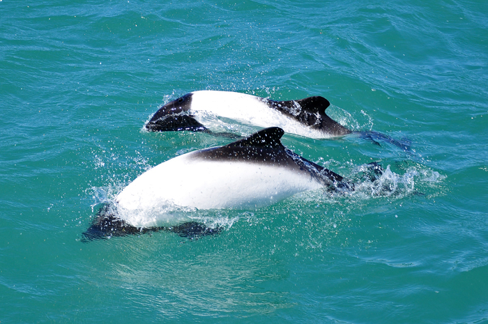 Metales pesados en delfines de Tierra del Fuego