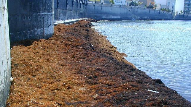 Limpiar las algas de las playa en España, ahora es más fácil