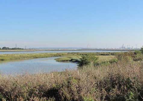 Cuando la basura genera vida