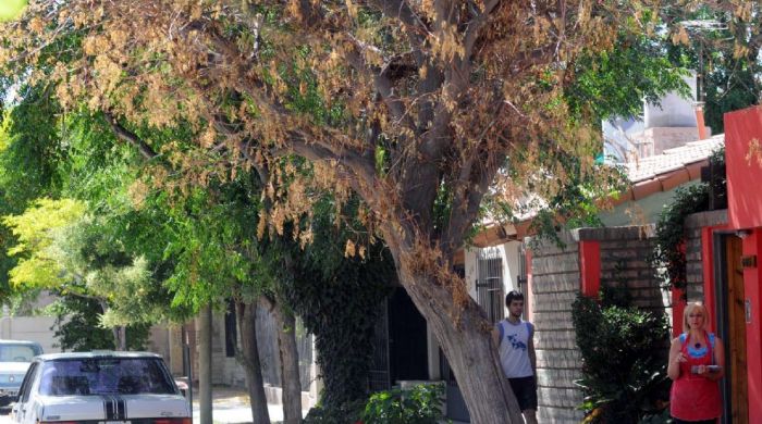 En Mendoza peligran los Paraísos