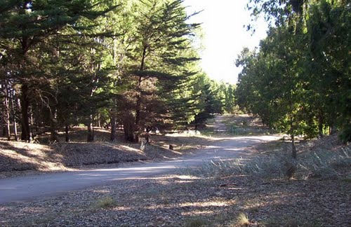 Pehuen-Co sigue reclamando por la cesión de tierras del Bosque Encantado