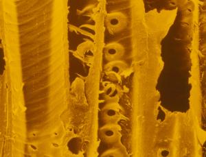 Del árbol a la batería recargables, para bajar el costo