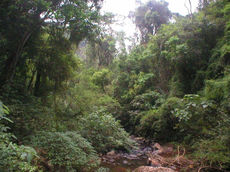 Piden la protección de bosques nativos