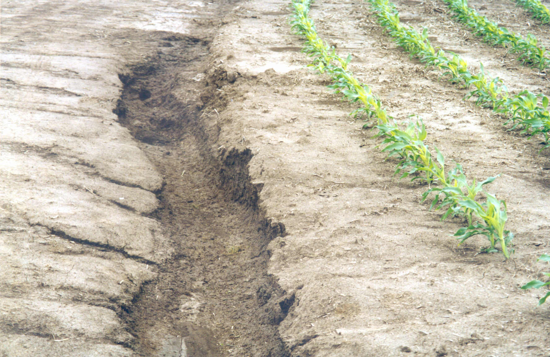 Degradación del suelo, preocupación en Cordoba