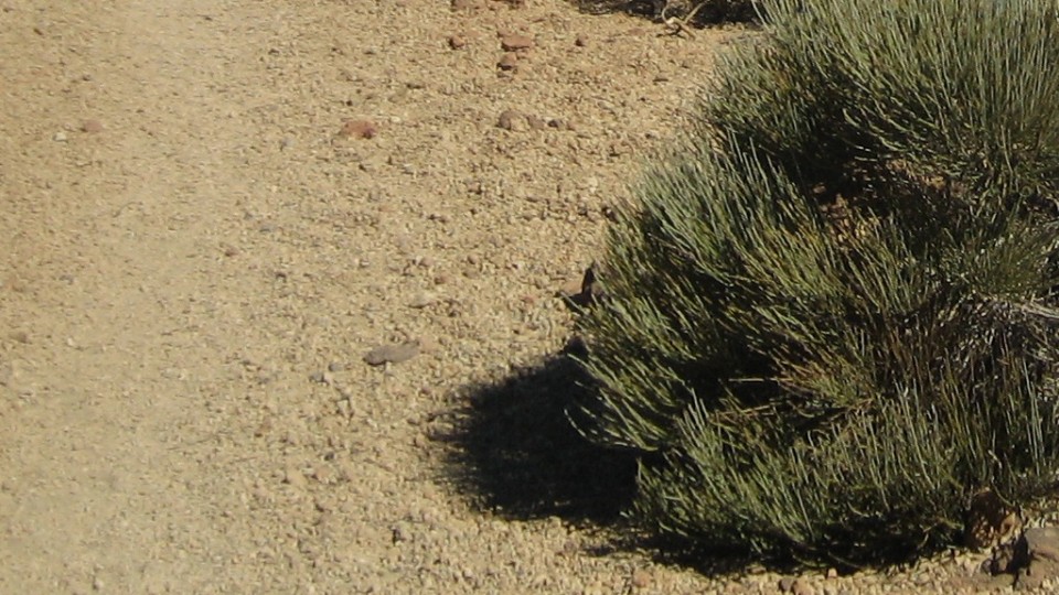 Fertilización por CO2 vuelve verdes los desiertos