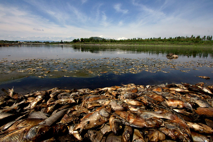 Mas de 500 toneladas de peces muerto por contaminación en un Río de  Mexico