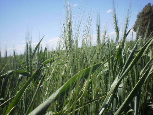 Como afecta el cambio climático a la producción agricola ganadera