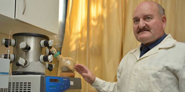 Planta para posible aplicación como biopesticida