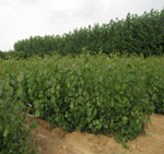 Consiguen árboles que producen más biomasa