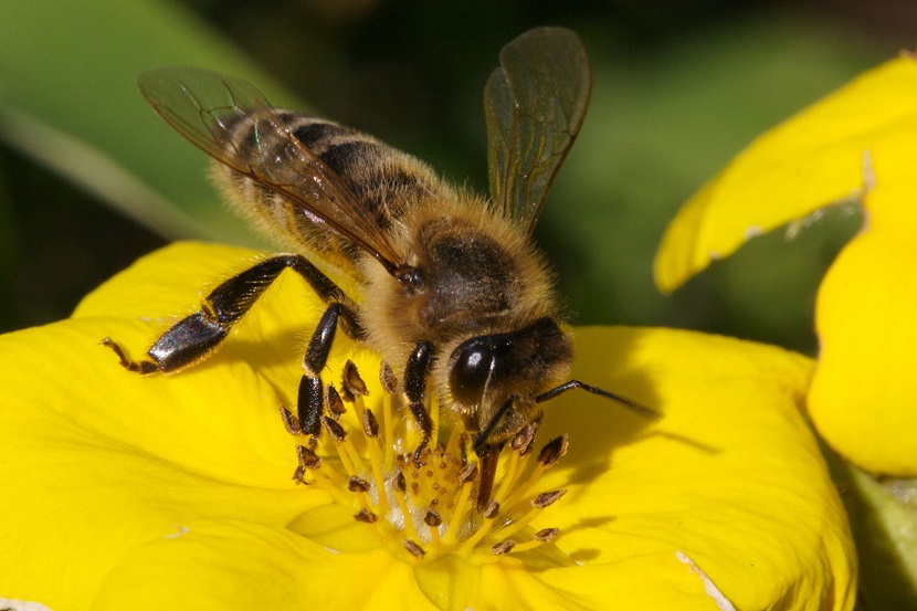 37 millones de abejas muertas en Canada
