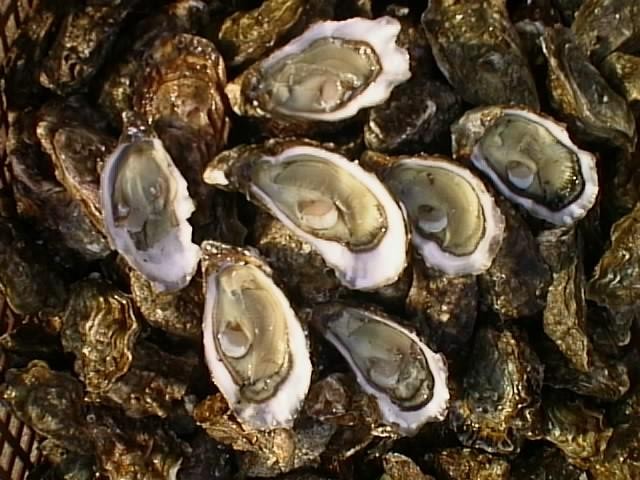 Las ostras: purificadoras del agua