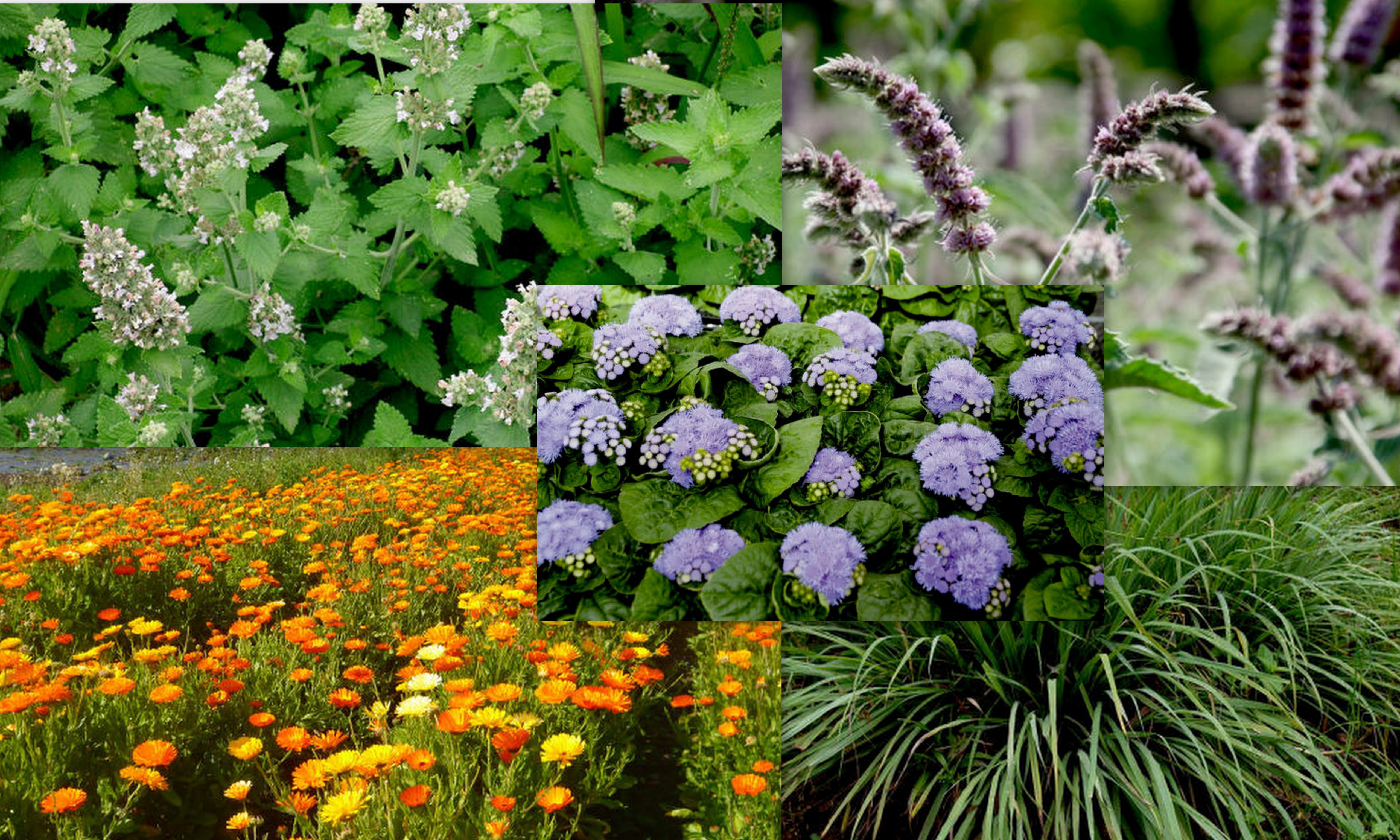 5 Plantas : repelentes naturales
