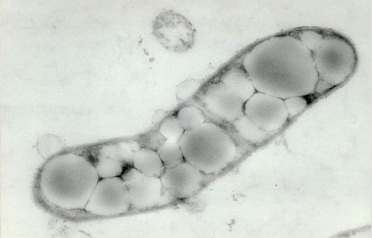 Biocombustibles con residuos de oleaginosas