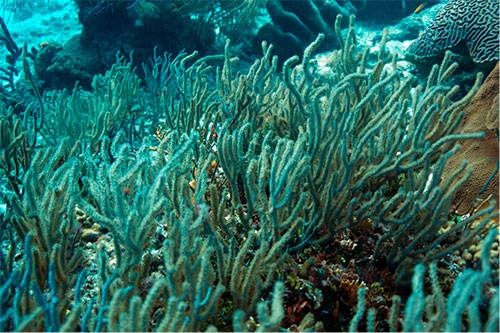 Corales pueden ser resistentes al aumento de acidez marina