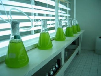 Microalgas, el futuro en energías renovables