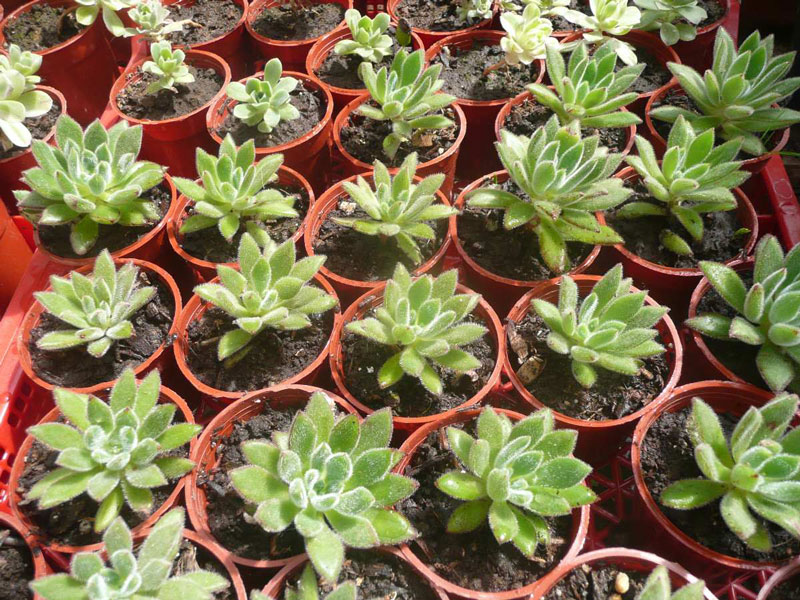 Cómo plantar crazas y suculentas