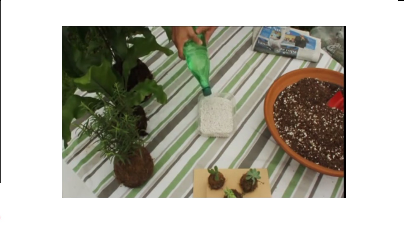 Repelente ecológico para plantas