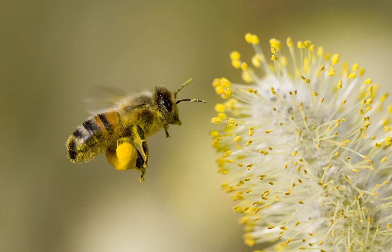 Veneno de abeja capaz de matar el VIH