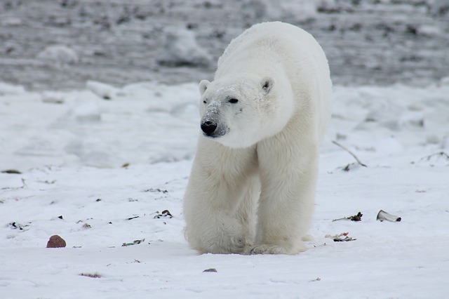 El oso polar es amenazado por el cambio climático