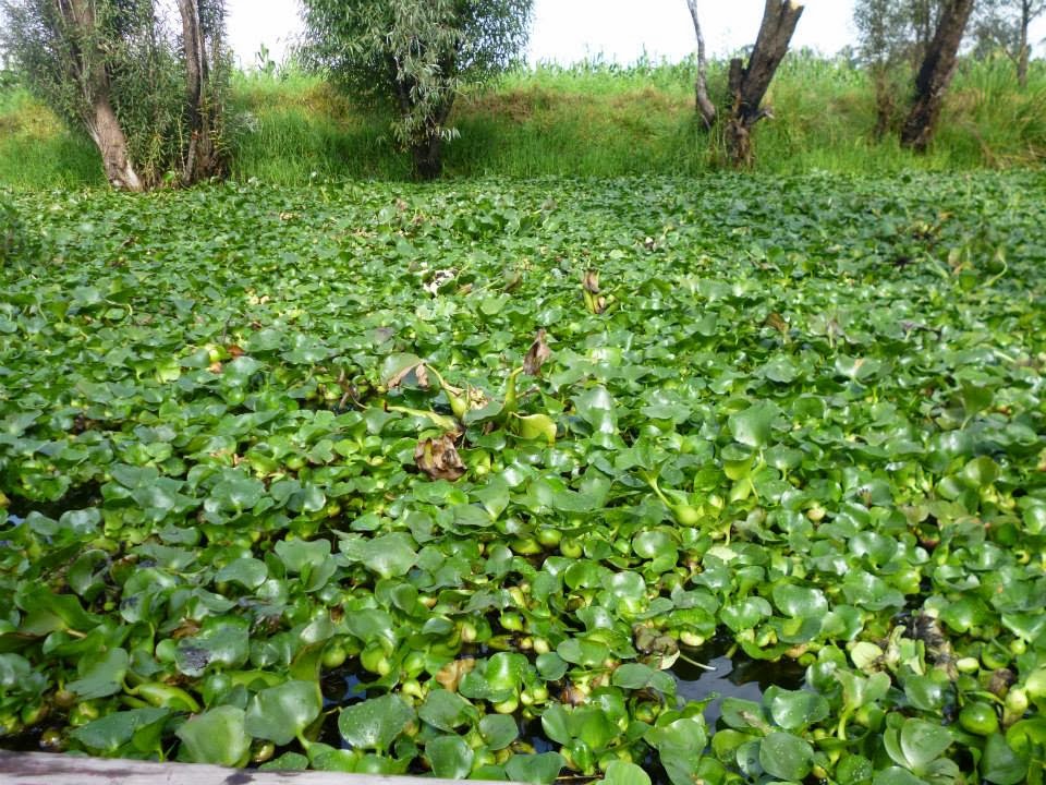 Usar lirio para los derrames de Hidrocarburos
