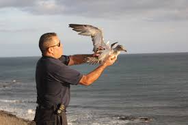 Pardela balear, el ave marina en peligro