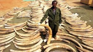 ADN de marfil que persigue tráfico ilegal