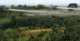 Glifosato: Suspensión de aspersiones