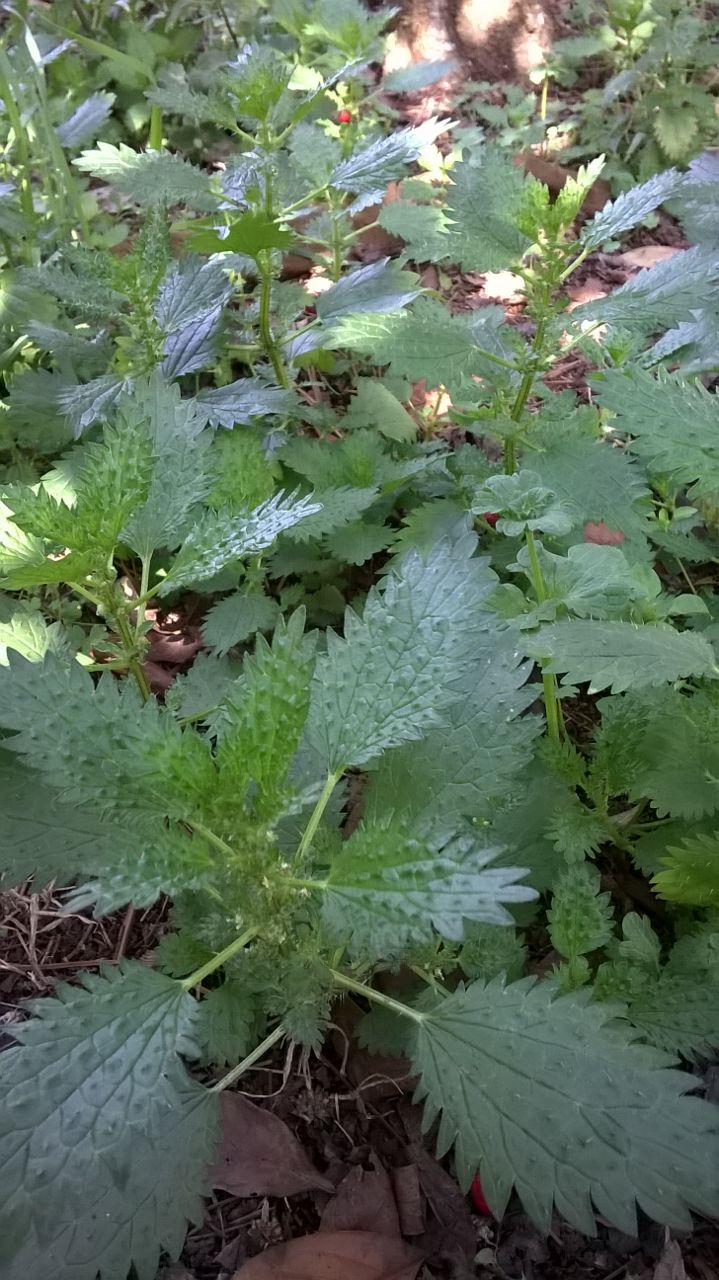 Ortiga: propiedades y beneficios