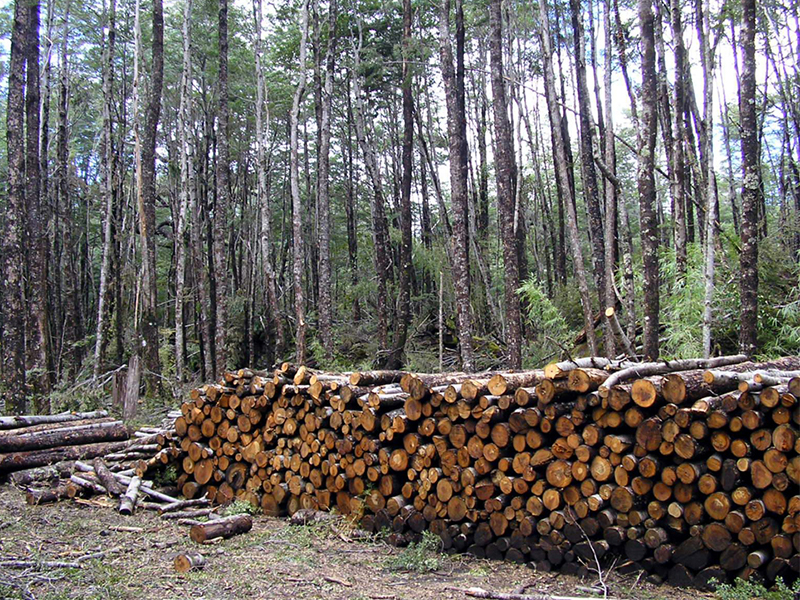 Una deuda pendiente: Ley de Bosques