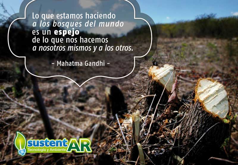 Que le hacemos a los Bosques?…