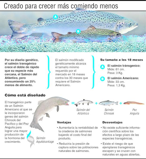 Salmón transgénico: ventajas y desventajas