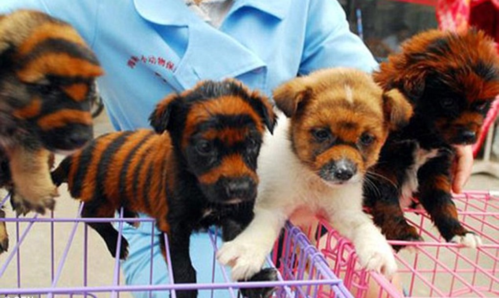 Cachorros con rayas de tigre: pinturas tóxicas