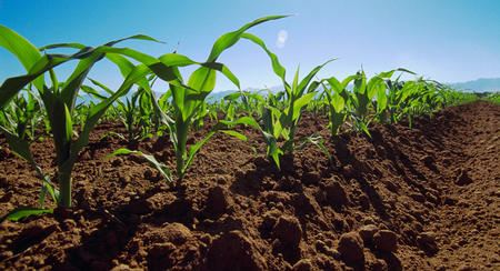 COP 21: La agricultura entra en negociación