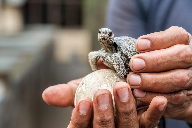 Nacen tortugas bebés en Galápagos después de 100 años