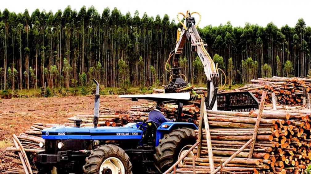 Argentina en el top 10 de los grandes deforestadores.