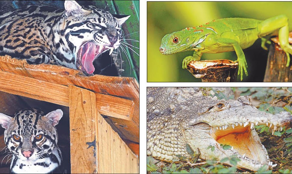 Campaña contra el cautiverio y la caza de animales silvestres, Costa Rica