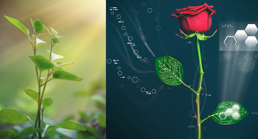 Fotosíntesis invertida, ¿la energía del futuro?