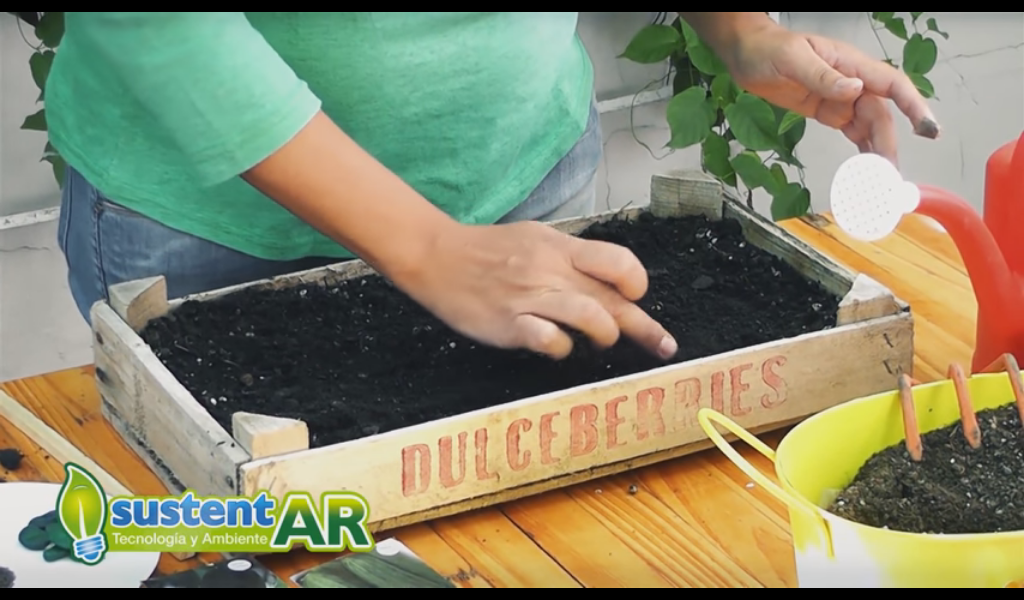 Paso a paso: almácigos de otoño-invierno